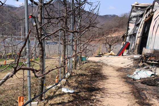 지난달 31일 영덕군 지품면 수암리 한 과수원 사과나무가 불에 타거나 그을려 있다. 연합뉴스