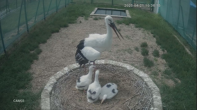 건강하게 자란 김해시 새끼 황새 3마리