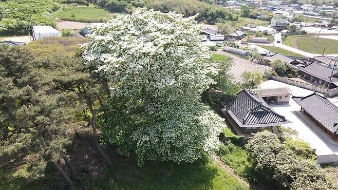 산림청 ‘2025 올해의 나무’에 선정된 전북 고창군 아산면 중월리의 이팝나무. 고창군 제공