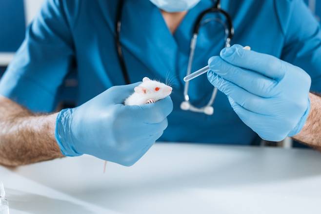 미국 식품의약국(FDA)이 지난 10일(현지시간) 의약품에 대한 동물실험을 단계적으로 폐지하겠다고 공식 발표했다. 사진은 기사 내용과 무관. 게티이미지뱅크