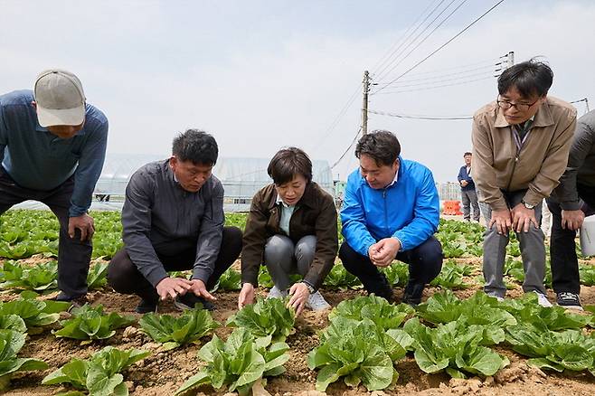지난 4월 17일 송미령(왼쪽에서 세번째) 농림축산식품부 장관이 충남 아산시 봄배추 재배현장을 찾아 생육상황을 확인하고 있다. [자료=아산시 제공]