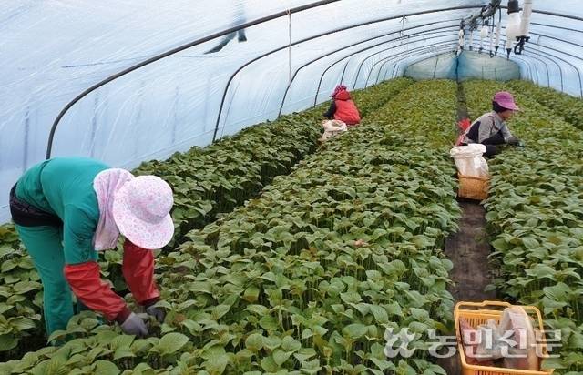 경남 밀양의 한 시설하우스에서 외국인 근로자들이 깻잎을 수확하고 있다. 농민신문DB