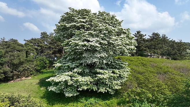고창군 아산면 중월리 이팝나무 [고창군 제공. 재판매 및 DB 금지]