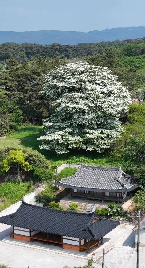 고창군 아산면 중월리 이팝나무 [고창군 제공. 재판매 및 DB 금지]