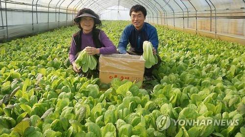 한겨울에 수확하는 얼갈이배추 (청주=연합뉴스) 변우열 기자 = 13일 청주시 흥덕구 옥산면 덕촌리의 한 비닐하우스에서 농민들이 풍성하게 자란 얼갈이배추를 수확하고 있다. 2016.1.13 << 청주시 농업기술센터 제공 >>
    bwy@yna.co.kr (끝)
