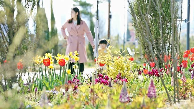 국립세종수목원 꽃길 [한국수목원정원관리원 제공. 재판매 및 DB 금지]
