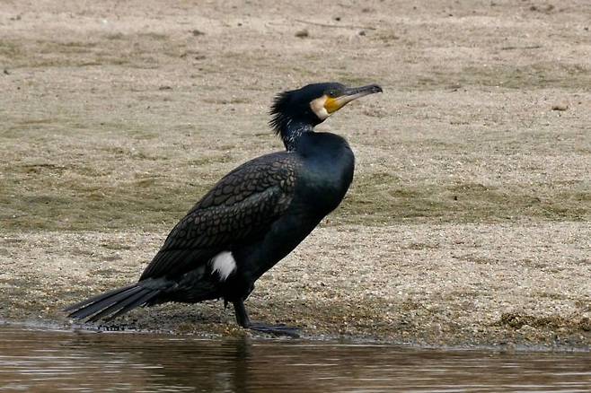 민물가마우지. 사진=국립생물자원관 한반도의 생물다양성 홈페이지