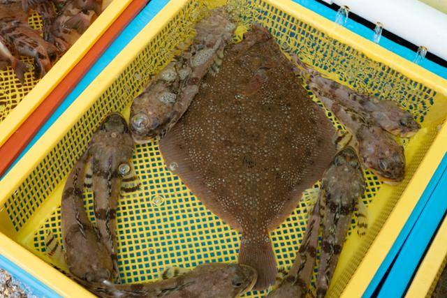 강원 동해시 묵호항활어판매센터의 점포 바구니에 동해안 특산물 횟대와 줄가자미가 담겨 있다.