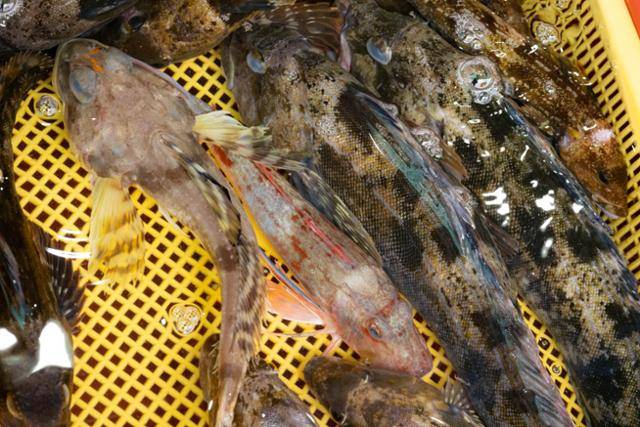 활어 매장의 수조에 대구횟대(왼쪽 두번 째)와 성대(왼쪽 세번 째)가 담겨 있다.