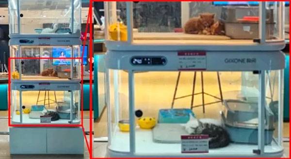 최근 중국에서 반려동물을 판매하는 자판기가 등장해 논란이 되고 있다. /사진=신문신보