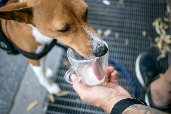 사람이 먹는 우유는 강아지에게 주면 안 된다./사진=클립아트코리아