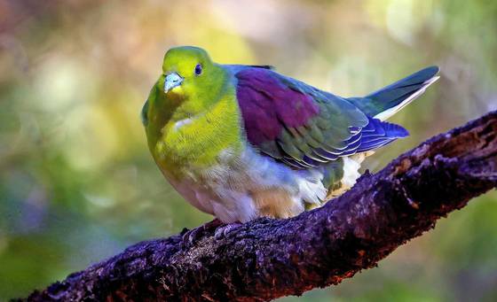 지난 2월 울산 남구에 위치한 울산대공원에서 국내 발견이 힘든 희귀 새인 '녹색비둘기'가 포착됐다. 짹짹휴게소 윤기득 사진작가가 촬영한 녹색비둘기 모습. (울산광역시제공) 뉴스1