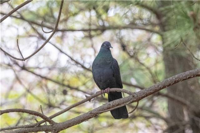 ▲ 흑비둘기 [짹짹휴게소 홍승민 대표]&nbsp;