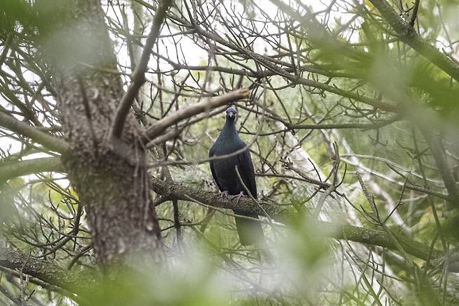 울산 동구 해안가에서 지난 12일 촬영된 멸종위기 야생생물Ⅱ급이자 천연기념물인 흑비둘기. 홍승민 짹짹휴게소 대표 제공