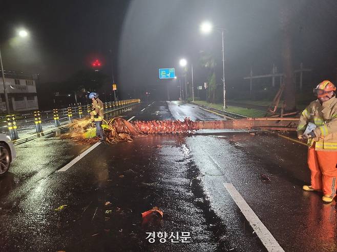 강풍에 쓰러진 야자수. 제주소방안전본부 제공