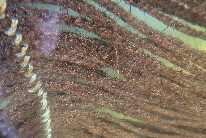 경남도 수산자원연구소가 고수온 대응 가리비 신품종을 개발한다. 사진은 가리비 양식장 모습. 경남도 제공