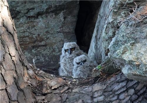 둥지에 앉아있는 수리부엉이들. [사진 = 연합뉴스]