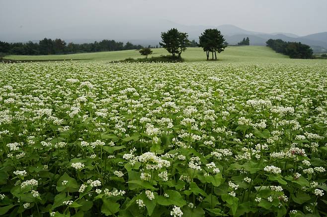 제주 오라동 메밀꽃 바다