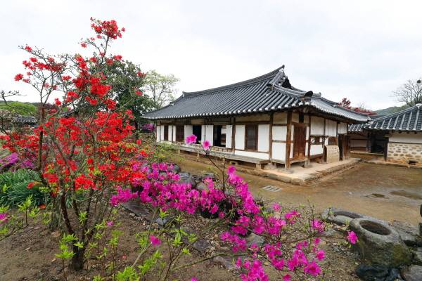 ▲4월 22일 정읍 김명관 고택 마당에 진분홍빛 철쭉과 붉은 꽃나무가 절정의 색을 뽐내고 있다. ⓒ정읍시