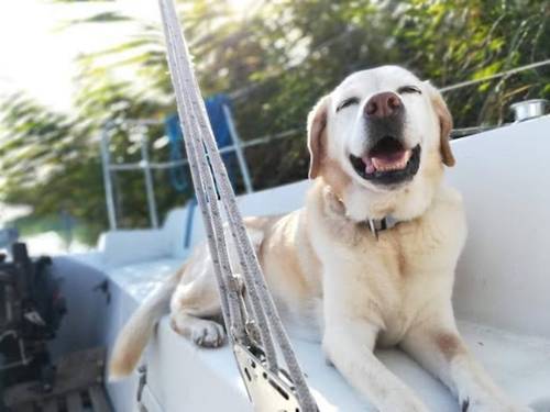 "주인에게 반려견은?…자식과 가장 친한 친구 사이 어디쯤?"  [Eniko Kubinyi 제공. 재판매 및 DB 금지]