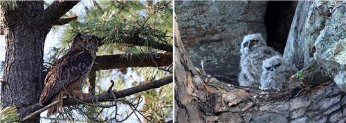 둥지가 내려다보이는 소나무에 앉아 새끼 지켜보는 어미 [촬영 유형재]