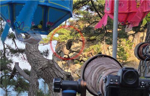 수리부엉이 둥지가 있는 천년 고찰의 해안 절벽 [촬영 유형재]