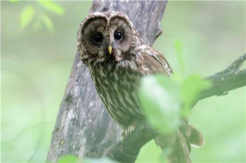 천년 고찰에서 새끼 키운 긴점박이올빼미.2023년 [촬영 유형재]