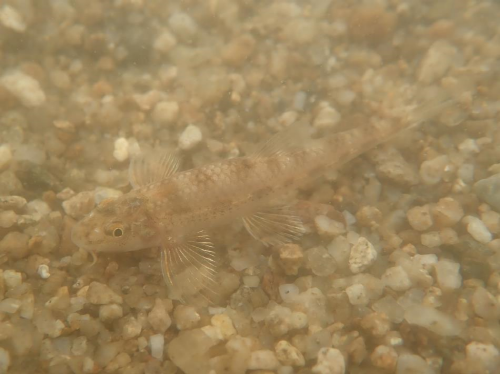 미호강 팔결교 일대에서 발견된 흰수마자. 사진제공=청주충북환경운동연합