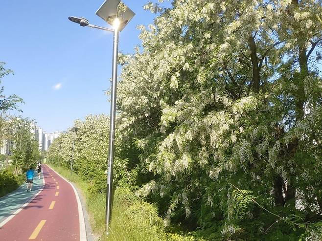 .성내천 아카시아 명소(송파구 제공) / 연합뉴스