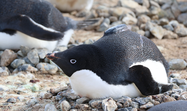 아델리 펭귄. 극지연구소 제공