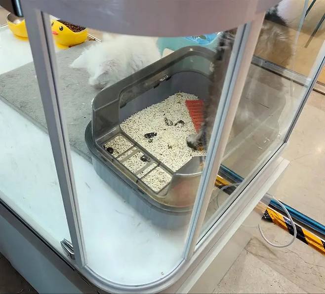 최근 중국 온라인에서 논란이 된 '반려동물 자동판매기'. 사진=남방도시보 캡처