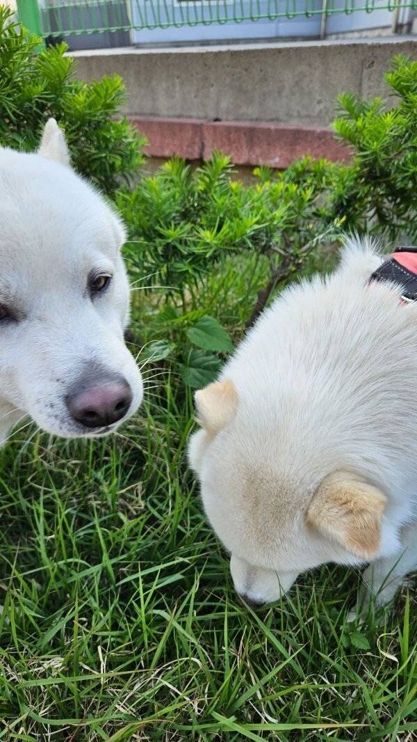 5c06fc8d5410159547813c8a936086ae.jpeg_20240419_154605.jpg 목줄없는 핏불이 달려듬 목줄없는 핏불이 달려듬