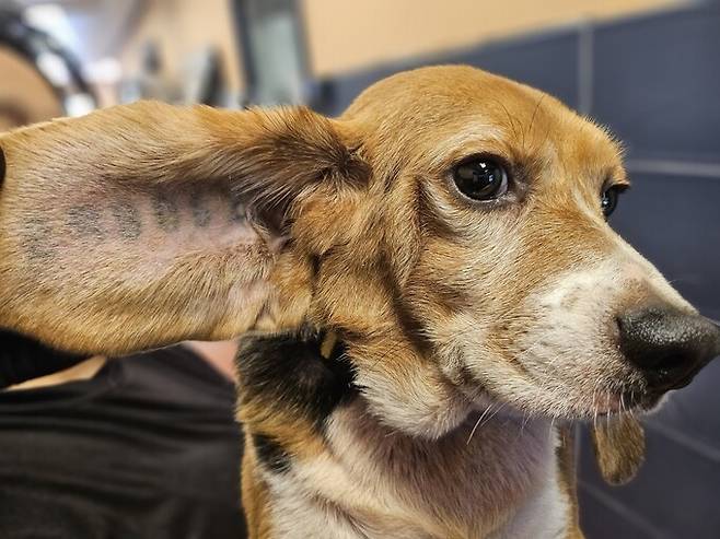 지난 21일 동물보호단체 ‘비글구조네트워크’가 구조한 ‘실험 비글’ 가운데 한 마리의 모습. 귀 안쪽에 실험동물들에게 주어지는 번호가 새겨져있다. 비글구조네트워크 제공