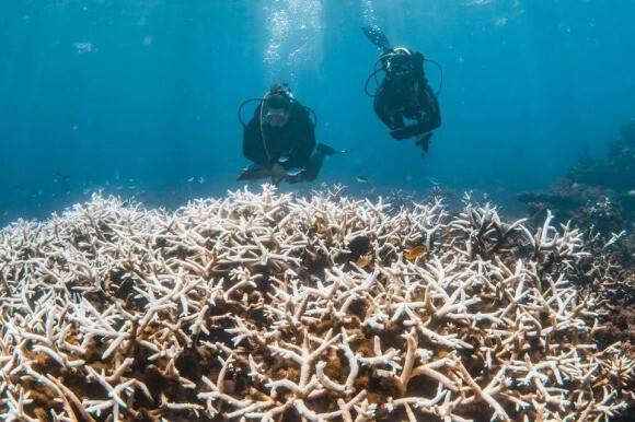 세계 최대 산호 군락인 호주 ‘그레이트 배리어 리프’ 지역에 백화 피해가 커지고 있다. AFP 연합뉴스