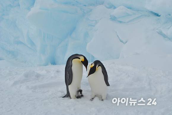 남극의 황제펭귄 부부. 지구 가열화가 계속되면 이번 세기말 황제펭귄이 멸종할 수도 있다는 경고음이 나오고 있다. [사진=정종오 기자]