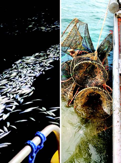 ▲ 서·남해안 소형 선망 어선들이 적재 한계를 초과해 삼척 임원 해상에 무더기로 버린 것으로 추정되는 청어 사체 모습.(왼쪽 사진)  서·남해안 소형선망 어선들의 조업으로 엉키거나 끊어지는 등 훼손된 도내 어선 통발 피해 현장.  독자·강원도 제공