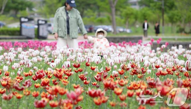 23일 오후 경남 양산시 물금읍 황산공원에 활짝 핀 튤립이 눈길을 끌고 있다./사진=뉴스1