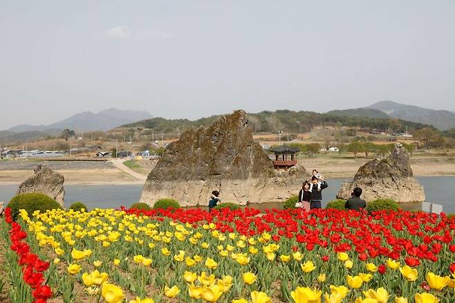 도담삼봉과 튤립 정원(사진=단양군 제공) *재판매 및 DB 금지