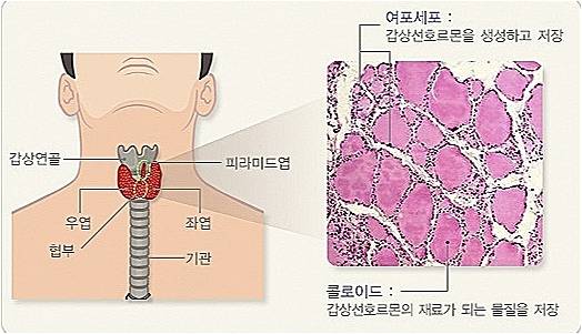 갑상선의 구조. 질병관리청