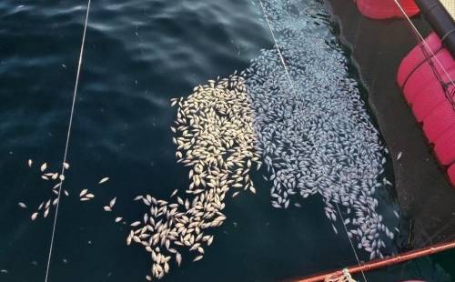 경남 거제시 동부해역 해상 가두리양식장에서 지난 16일 전후로 고수온으로 죽어 떠오른 양식어류. 2024.8.19 경남도 제공