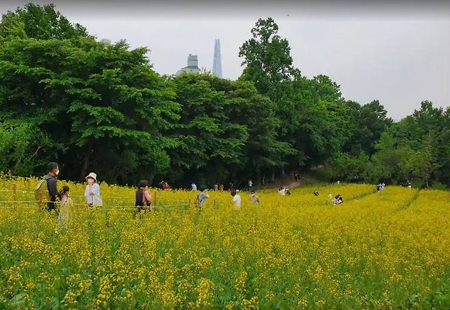 들꽃마루의 유채꽃 [송파구 제공. 재판매 및 DB 금지]