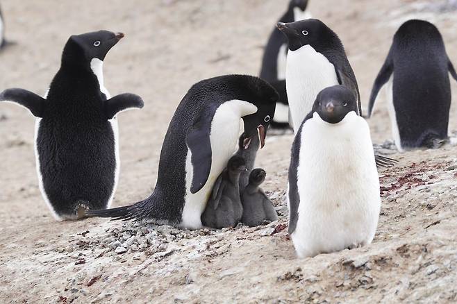 아델리펭귄 [극지연구소 제공. 재판매 및 DB금지]