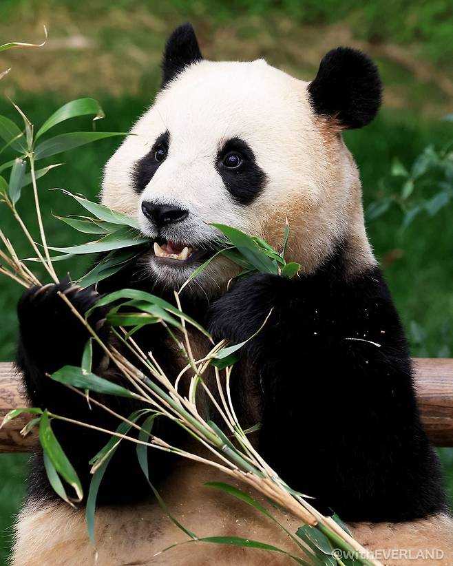 사진=에버랜드 공식 계정