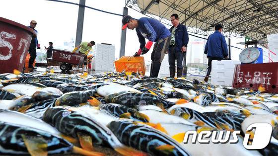 경북 포항시 죽도어시장 수협위판장에서 어민들이 경매를 마친 까치복어를 정리하고 있다.(뉴스1 DB)/뉴스1 ⓒ News1 최창호 기자