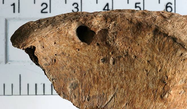 사자 이빨 자국이 선명하게 남은 검투사의 엉덩이뼈. /X(옛 트위터)