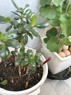 화분에 젓가락이 꽂혀 있는 이유는 통풍을 통해 공기를 유입하는 길을 만들어준다. 곤충과 벌레가 하는 일을 인간이 도와주는 셈이다. 흙의 물이 마르지 않았는지 체크도 가능하다(사진 이승연 기자).