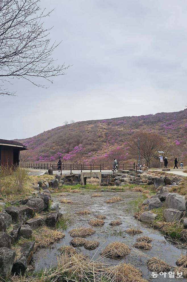 12일 진달래가 핀 황매산  풍경. 다음달에는 분홍빛 ‘철쭉 담요’가 산을 덮게 된다. 합천=김선미 기자 kimsunmi@donga.com