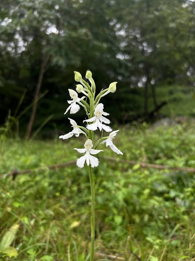 사라질 위기에 처했다가 국립수목원의 증식으로 황매산에만 살고 있는 희귀식물 큰해오라비난초. 합천군 제공