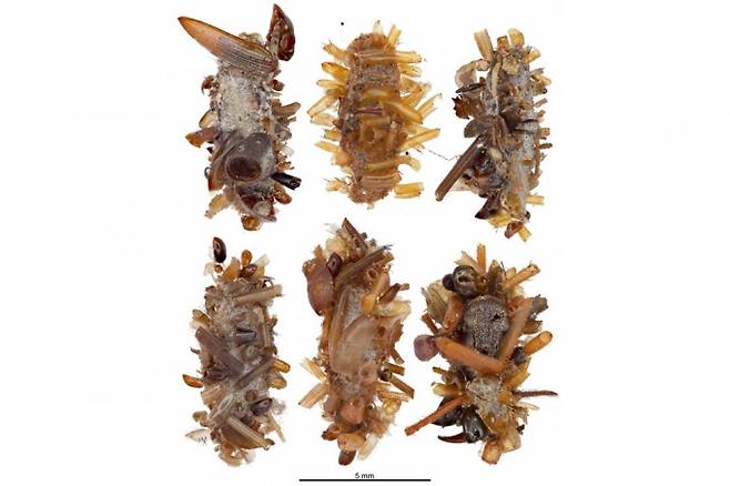 하와이에 사는 히포스모코마(학명 Hyposmocoma) 속 나방 애벌레들이 거미줄 근처에서 수집한 다양한 곤충의 신체 부위와 거미 탈피 잔해 등을 몸에 붙인 모습. Rubinoff lab/University of Hawaii 제공
