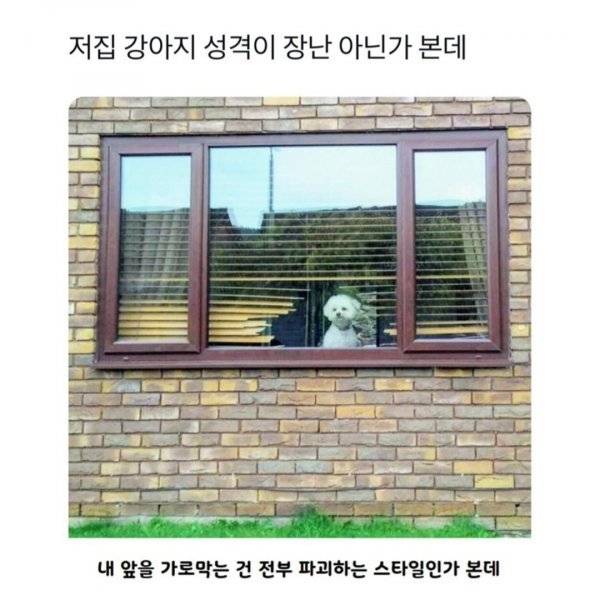저집 강아지 성격이 장난 아닌가 본데